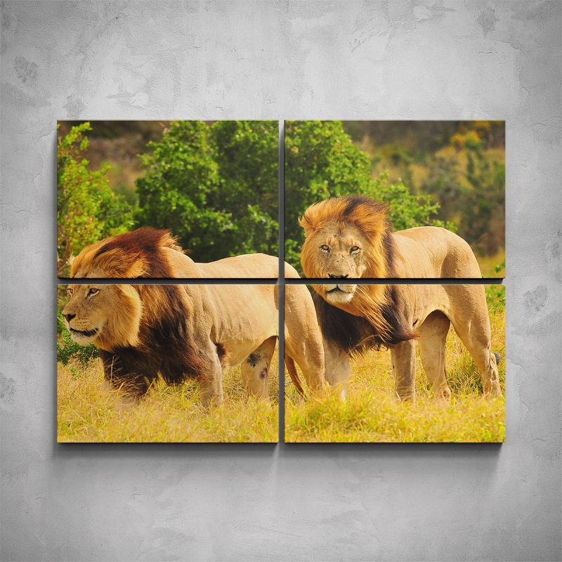 Obrazy - 4-dílný obraz - Dva lvi