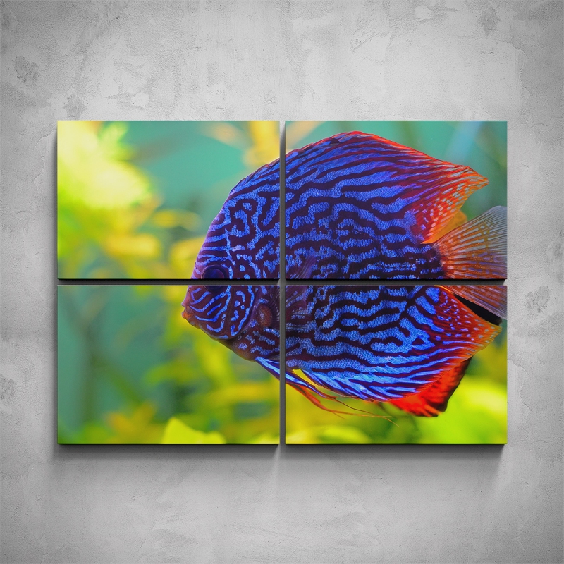 Obrazy - 4-dílný obraz - Modrá rybka