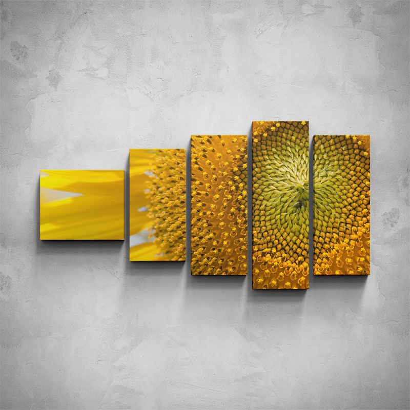 Obrazy - 5-dílný obraz - Detail slunečnice