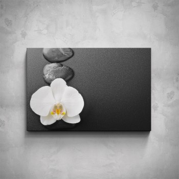 Obraz - Bílá orchidej květ