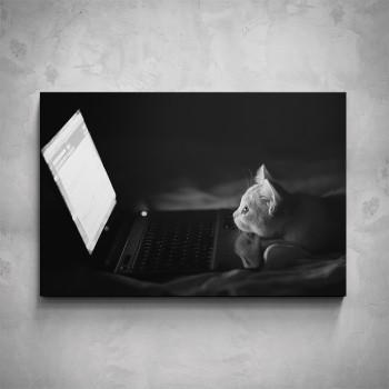 Obraz - Kotě s notebookem