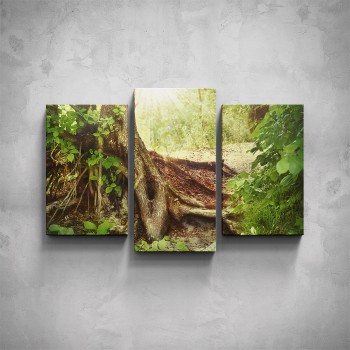 3-dílný obraz - Lesní kořeny
