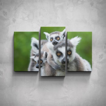 3-dílný obraz - Lemur