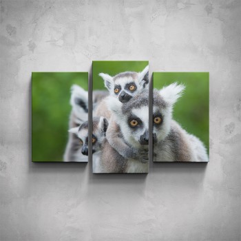 3-dílný obraz - Lemur