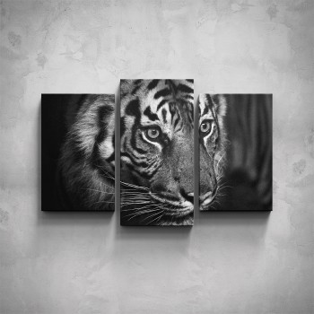 3-dílný obraz - Tygr