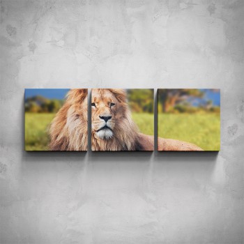 3-dílný obraz - Ležící lev