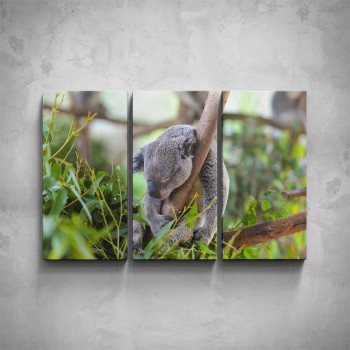 3-dílný obraz - Koala