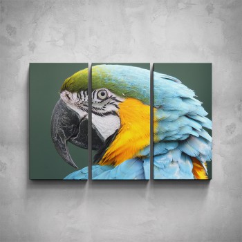3-dílný obraz - Papoušek ARA