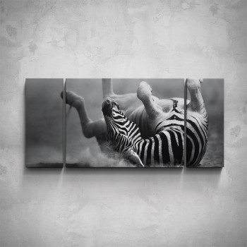 3-dílný obraz - Ležící zebra