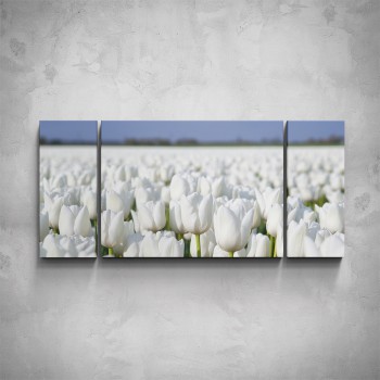 3-dílný obraz - Bílé tulipány