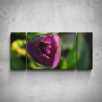 3-dílný obraz - Nerozvinutý tulipán