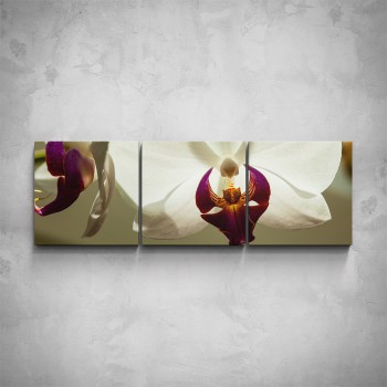 3-dílný obraz - Květ orchideje - detail