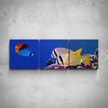 3-dílný obraz - Rybky v moři