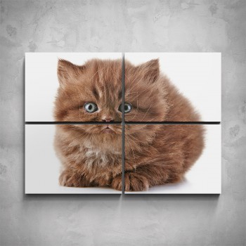 4-dílný obraz - Hnědé kotě
