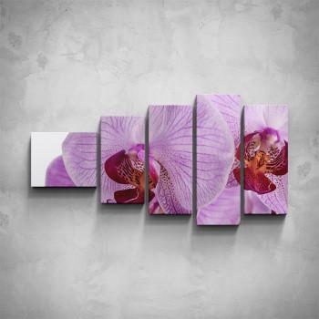 5-dílný obraz - Detail orchideje