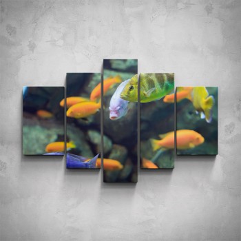 5-dílný obraz - Akvarijní rybky