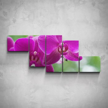 5-dílný obraz - Květy orchideje