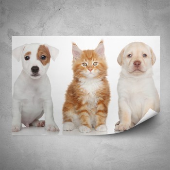 Plakát - Dva pejsci a kočička
