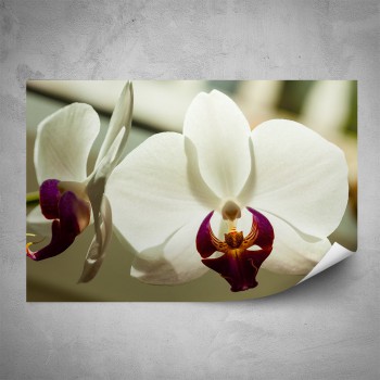 Plakát - Bílo fialová orchidej