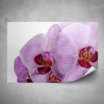 Plakát - Detail orchideje