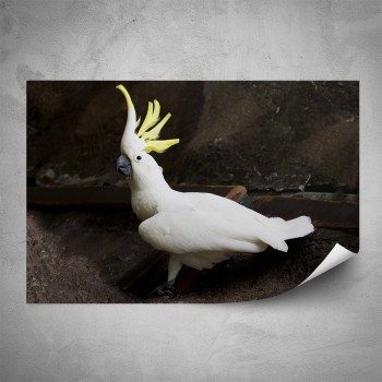 Plakát - Bílý Kakadu
