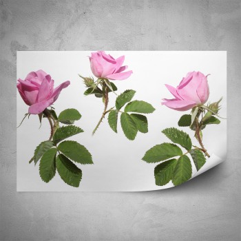 Plakát -  Růžové růžičky