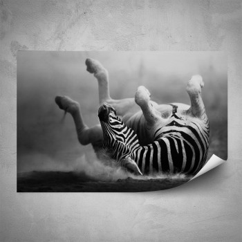 Plakát - Ležící zebra