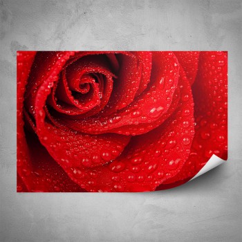Plakát - Detail růže
