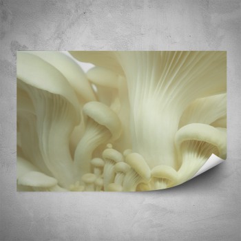 Plakát - Bílé houby detail