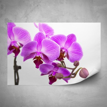 Plakát - Fialová orchidej na bílé