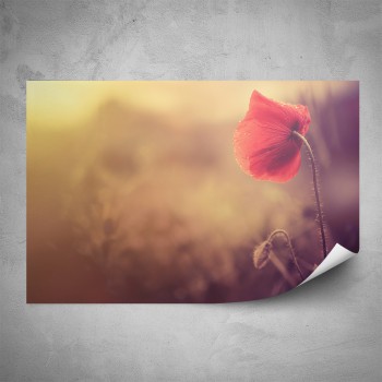 Plakát - Květ vlčího máku